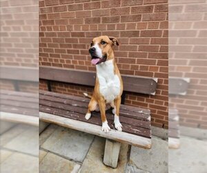 American Bulldog Dogs for adoption in Toronto, Ontario, Canada