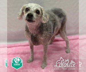 Bichon Frise Dogs for adoption in Irvine, CA, USA