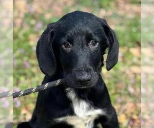 Labrador Retriever-Unknown Mix Dogs for adoption in Yardley, PA, USA