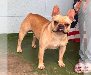 French Bulldog Dogs for adoption in Rustburg, VA, USA