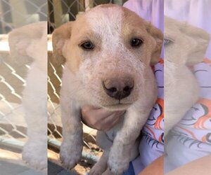 Mutt Dogs for adoption in Cottonwood, AZ, USA
