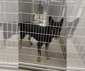 German Shepherd Dog-Unknown Mix Dogs for adoption in Las Vegas, NV, USA