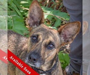 Holland Shepherd-Unknown Mix Dogs for adoption in Huntley, IL, USA