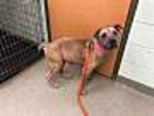 Chinese Shar-Pei-Unknown Mix Dogs for adoption in Birdsboro, PA, USA