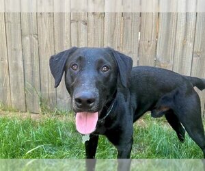 Labrador Retriever Dogs for adoption in Charlotte, NC, USA