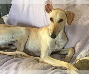 Whippet Dogs for adoption in Agoura Hills, CA, USA