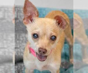 Medium Photo #2 Chihuahua Puppy For Sale in Kennesaw, GA, USA