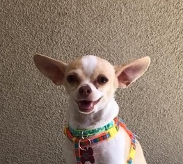 Chihuahua Dogs for adoption in Santa Monica, CA, USA