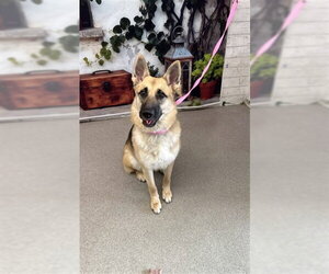 German Shepherd Dog Dogs for adoption in San Bernardino, CA, USA