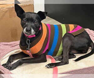 Chihuahua-Unknown Mix Dogs for adoption in Ellijay, GA, USA