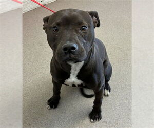 American Pit Bull Terrier Dogs for adoption in San Bernardino, CA, USA