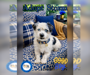 Border Terrier Dogs for adoption in Menifee, CA, USA