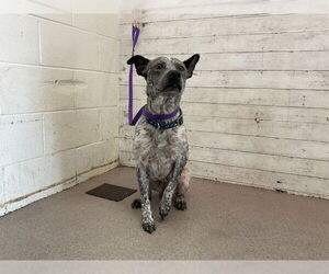 Mutt Dogs for adoption in San Bernardino, CA, USA