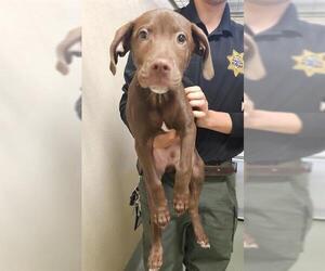 Pointer-Unknown Mix Dogs for adoption in Placerville, CA, USA