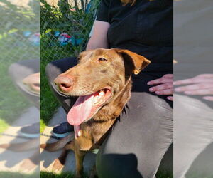 Labrador Retriever-Unknown Mix Dogs for adoption in Ogden, UT, USA