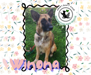 Mutt Dogs for adoption in Crystal, MN, USA