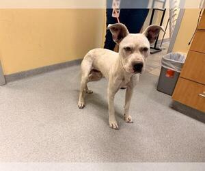 Boxador Dogs for adoption in Orange, CA, USA