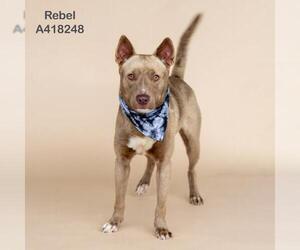American Pit Bull Terrier-Unknown Mix Dogs for adoption in Conroe, TX, USA