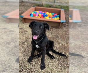 Mutt Dogs for adoption in Oak Bluffs, MA, USA