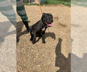 Mutt Dogs for adoption in Jackson, MS, USA