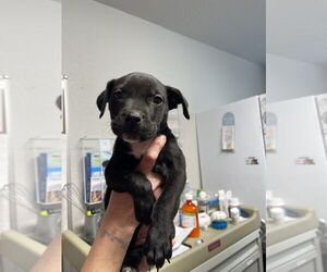 American Pit Bull Terrier-Unknown Mix Dogs for adoption in Bolivar, MO, USA