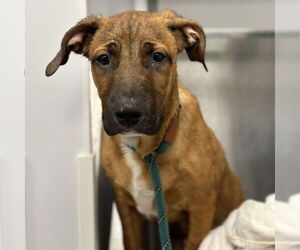 Mastiff Dogs for adoption in Rohnert Park, CA, USA