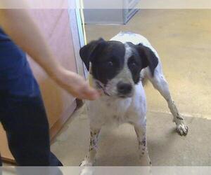 Border Collie-Unknown Mix Dogs for adoption in Sacramento, CA, USA