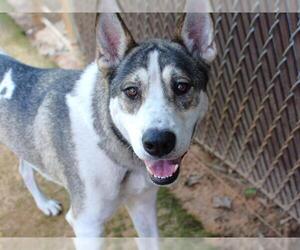 Siberian Husky-Unknown Mix Dogs for adoption in Tallahassee, FL, USA