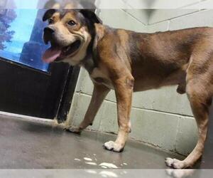 Mutt Dogs for adoption in Tulsa, OK, USA