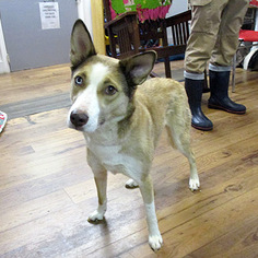 Alaskan Husky-Unknown Mix Dogs for adoption in Fayetteville, TN, USA