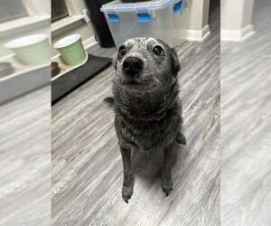 Mutt Dogs for adoption in San Antonio, TX, USA