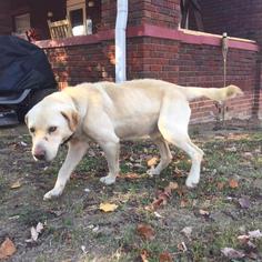Medium Photo #1 Labrador Retriever Puppy For Sale in Maryville, TN, USA