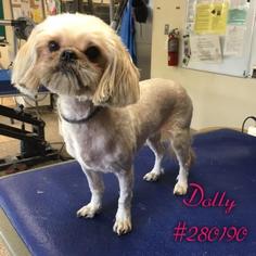 Shih Tzu Dogs for adoption in Conroe, TX, USA