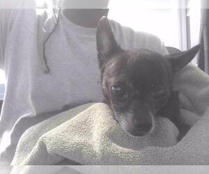 Chihuahua-Unknown Mix Dogs for adoption in Tallahassee, FL, USA