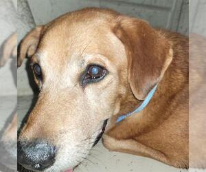 Labrador Retriever-Unknown Mix Dogs for adoption in St. Cloud, FL, USA