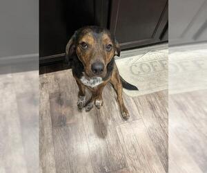 Plott Hound Dogs for adoption in San Antonio, TX, USA