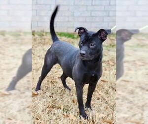 Labrador Retriever Dogs for adoption in Little Rock, AR, USA