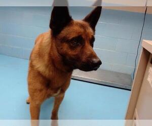 German Shepherd Dog-Unknown Mix Dogs for adoption in Moreno Valley, CA, USA