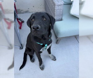 Labrador Retriever-Unknown Mix Dogs for adoption in Sandy, UT, USA