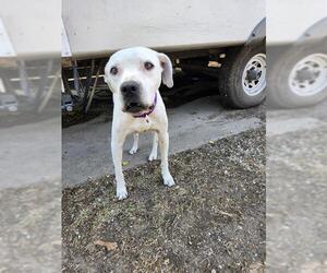 American Staffordshire Terrier-Unknown Mix Dogs for adoption in San Antonio, TX, USA