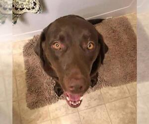 Chocolate Labrador retriever-Unknown Mix Dogs for adoption in Elkton, MD, USA