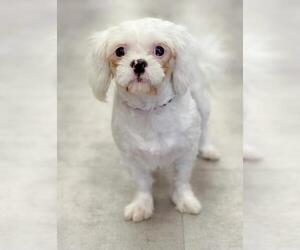Shih Tzu Dogs for adoption in Austin, TX, USA