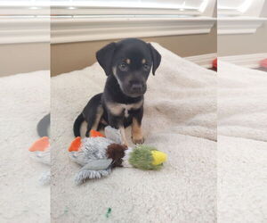 Mutt Dogs for adoption in The Woodlands, TX, USA