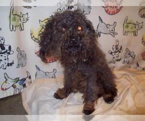 Poodle (Toy) Dogs for adoption in Forestville, MD, USA