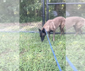 Mutt Dogs for adoption in Imlay City, MI, USA