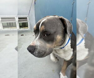 American Pit Bull Terrier-Unknown Mix Dogs for adoption in Las Vegas, NV, USA