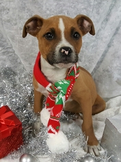 Medium Photo #1 American Staffordshire Terrier-Boxer Mix Puppy For Sale in Chicago, IL, USA