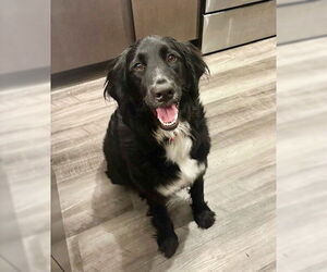 Mutt Dogs for adoption in Genesee, WI, USA