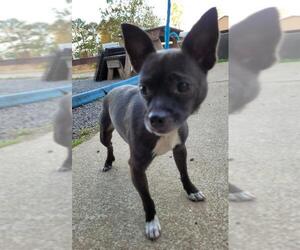 Chihuahua Dogs for adoption in Rockaway, NJ, USA