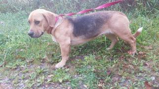 Basset Hound-Unknown Mix Dogs for adoption in Smoot, WV, USA